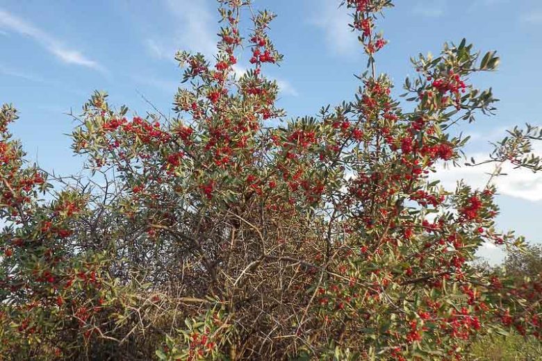 Shepherdia argentea, Silver Buffaloberry, Buffaloberry, Buffalo Berry, Rabbit Berry, Beef Suet Tree, Silverberry, Elaeagnus utilis, Lepargyrea argentea, Red berries, evergreen shrub