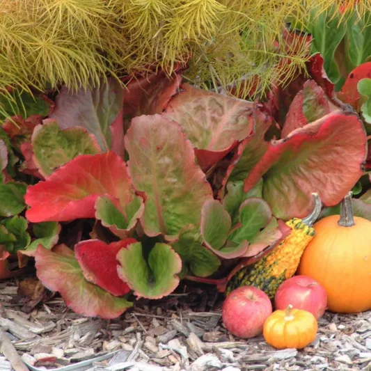 Bergenia cordifolia 'Winter Glow', Elephant's Ears 'Winter Glow', Pig Squeak 'Winter Glow', Heartleaf Bergenia 'Winter Glow', Pigsqueak 'Winter Glow', Bergenia Winterglut, Bergenia Winterglow, Bergenia Vinterglöd'