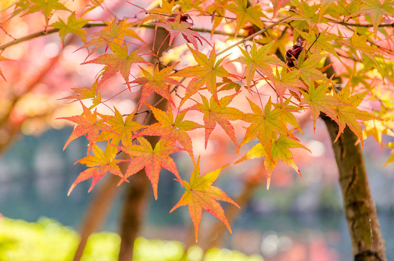 Acer, Maple, Fall color, Acer rubrum, Acer palmatum, Acer saccharum, Acer platanoides, red maple, swamp maple, silver maple, Norway maple,acer griseum, Paperbark maple, tatarian maple, acer t