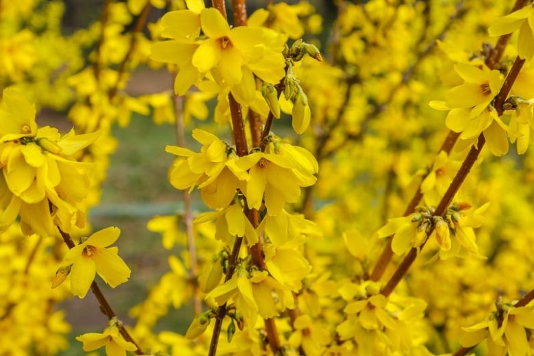 Forsythia x intermedia, Border Forsythia, Common Forsythia, Yellow Flowers,  Winter Flowers, Early spring flowers, flowering shrubs, hardy shrubs