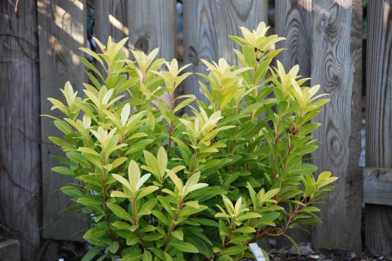 Small Anise 'Florida Sunshine', Small Anise Tree 'Florida Sunshine', Yellow Shrub