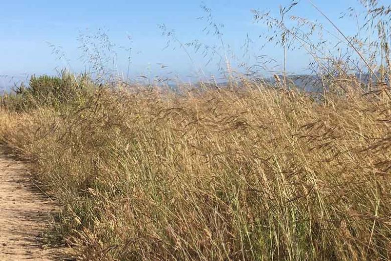 Nassella pulchra, Purple Needle Grass, Purple Stipa, Purple Tussock Grass, Stipa pulchra
