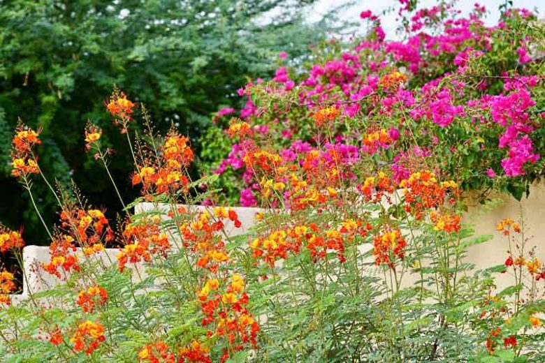 Caesalpinia pulcherrima, Red Bird of Paradise, Barbados Pride, Barbados Flower Fence, Dwarf Poinciana, Flamboyant Tree, Paradise Flower, Peacock Flower, Spanish Carnation
