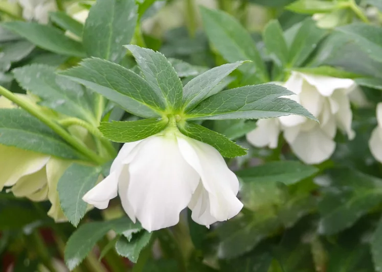 Wedding Bells Hellebore, Helleborus Wedding Bells,  Hellebore 'Wedding Bells', Lenten Rose 'Wedding Bells', White Hellebore, Double Hellebore, Double Lenten Rose