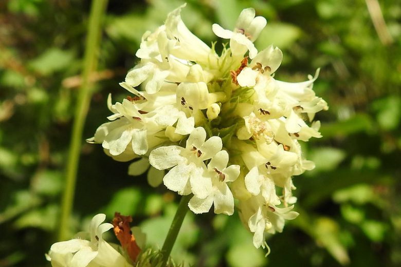 Penstemon confertus, Yellow Penstemon, Yellow Beardtongue