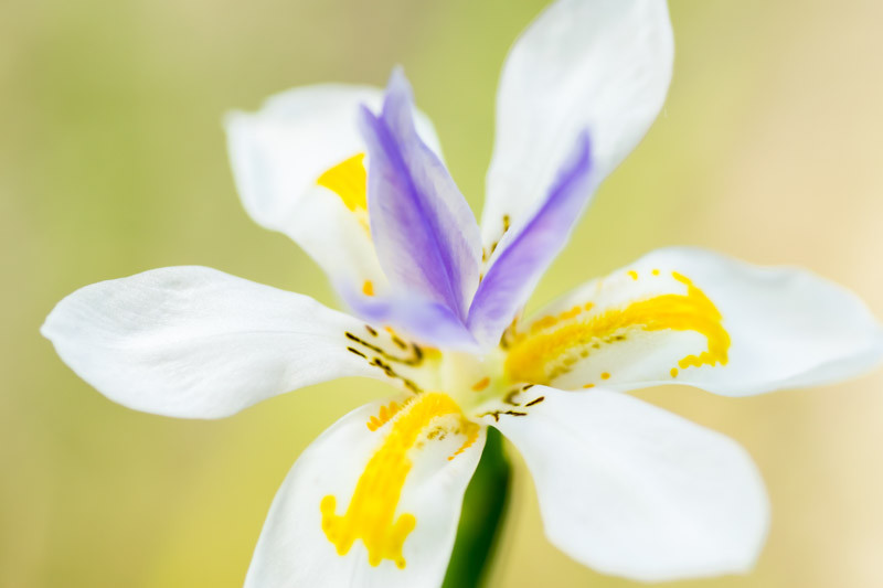 Dietes, wood iris, Fortnight lily, African iris, Japanese iris, Butterfly iris, Dietes grandiflora, Dietes bicolor, Dietes robinsoniana, Dietes iridioides
