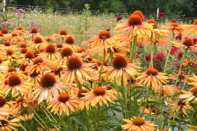 Echinacea Big Kahuna, Big Kahuna Echinacea, Coneflower 'Big Kahuna', Orange coneflower, Orange Echinacea, Orange Flowers, Orange Perennials