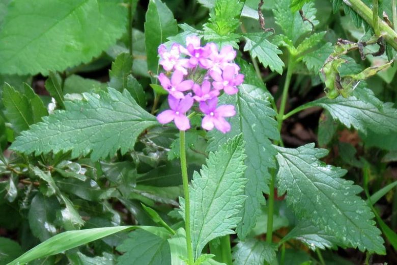Glandularia maritima, Coastal Mock Vervain, Mock Vervain, Mock Verbena, Beach Verbena, Verbena maritima, purple verbena, Drought tolerant plants, Heat Tolerant plants