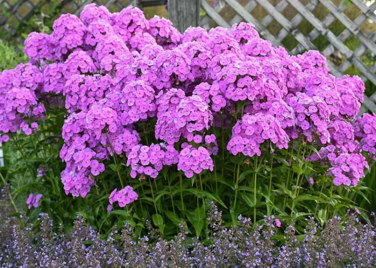 Phlox paniculata Fashionably Early Flamingo, Border Phlox Fashionably Early Flamingo, Fall Phlox Fashionably Early Flamingo, Garden Phlox Fashionably Flamingo, Perennial Phlox  Fashionably Early Flamingo, Summer Phlox Fashionably Early Flamingo, Purple Garden Phlox, Purple Phlox