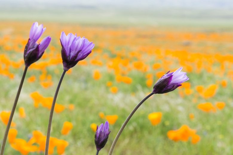 Dichelostemma capitatum, Bluedicks, Blue Dicks, Wild Hyacinth, Dichelostemma pulchella, Dichelostemma pulchellum, Purple Flowers, Blue Flowers
