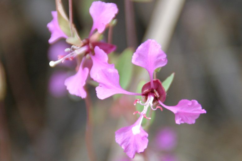Clarkia unguiculata, Elegant Clarkia, Elegant Fairyfan, Mountain Garland, Clarkia elegans, Purple Flowers, Pink Flowers