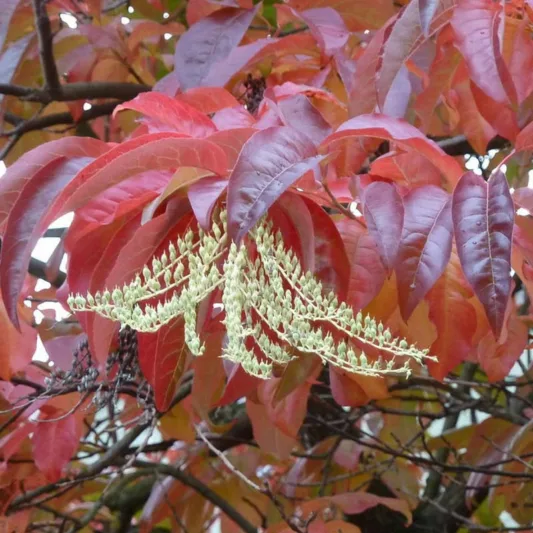 Oxydendrum arboreum,Sorrel Tree, Sourwood, Titi, Andromeda arborea