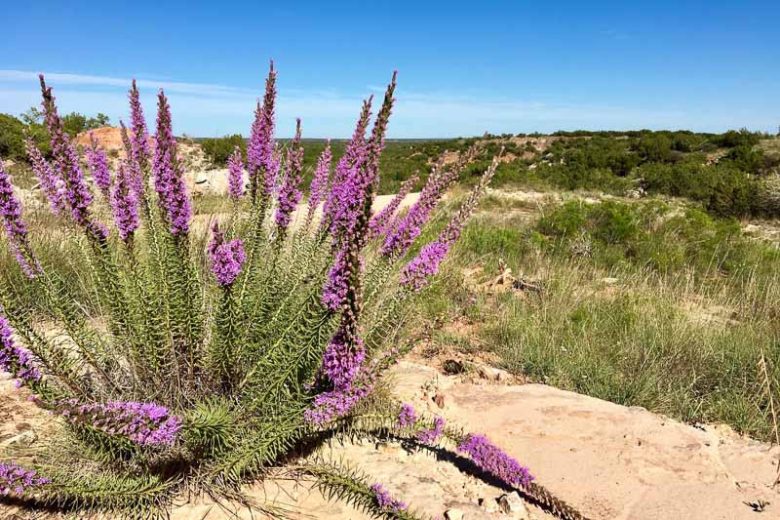 Liatris punctata var. mucronata, Texas Gayfeather, Texas Blazing Star, Texas Liatris, Cusp Liatris, Cusp Blazing Star, Cusp Gayfeather, Narrow-leaf Liatris, Narrow-leaf Blazing Star, Narrow-leaf Gayfeather, Liatris mucronata, Purple Flowers