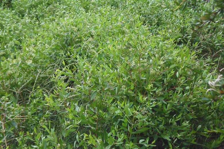 Apocynum cannabinum, Indian Hemp, Prairie Dogbane, Hemp Dogbane, Dogbane, White flowers, California Native Plant, Shade Perennials