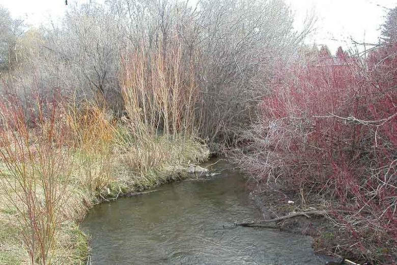 Salix exigua, Coyote Willow, Narrow-leaf Willow, Narrowleaf Willow, Sandbar Willow, Salix argophylla, Salix columbiana,