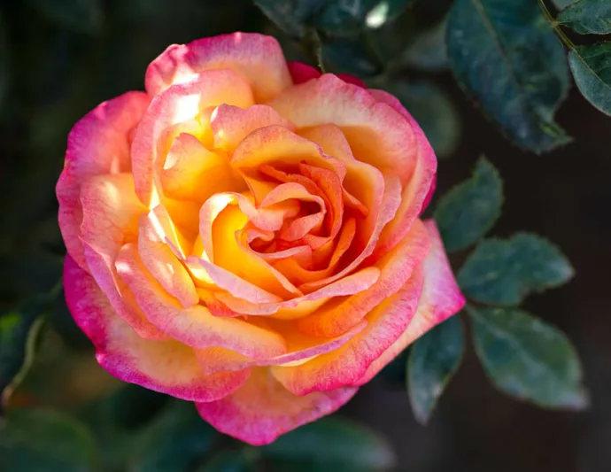 Rosa Enchanted Peace™, Rose Enchanted Peace™, Rosa 'MEIzoloi', Hybrid Tea Roses, Shrub Roses,  Pink roses, Pink Hybrid Tea Roses,  Pink Landscape Roses