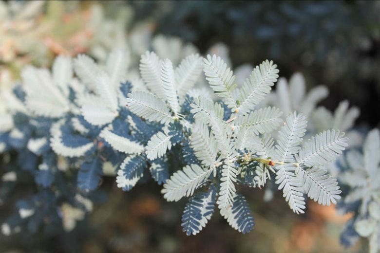 Acacia baileyana, Cootamundra Wattle, Bailey Acacia, Golden Mimosa, Evergreen Tree, Evergreen Shrub, Yellow Flowers, Fragrant Shrub, Fragrant Tree