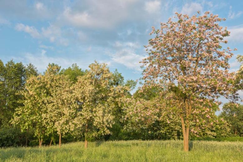 Robinia hispida, Bristly Locust, Standing Sweet Pea, Rose Acacia, Moss Locust, Purple Locust, Locust, Lavender Locust