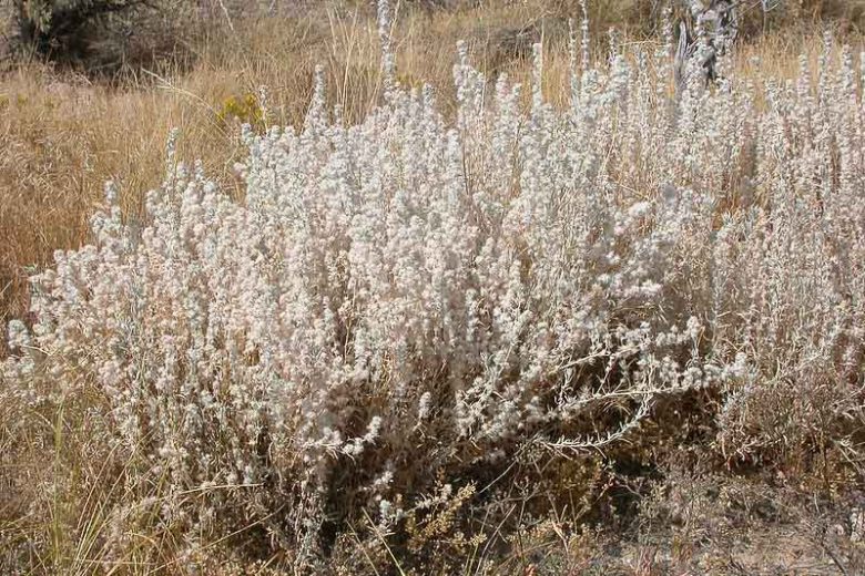 Krascheninnikovia lanata,  Winterfat, White Sage, Winter Sage, Lamb's Tail, Ceratoides lanata, Eurotia lanata, White Flowers, Drought tolerant Shrubs