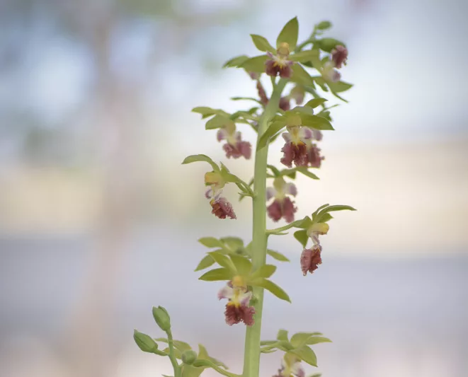 Calanthe tricarinata, Hardy Orchid, Japanese Hardy Orchid, Japanese Hardy Orchid, Three Keeled Calanthe, Hardy Calanthe Orchid,