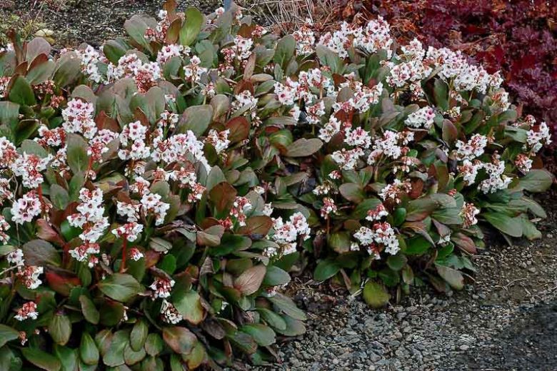 Bergenia 'Angel Kiss', Elephant's Ears 'Angel Kiss', Pig Squeak 'Angel Kiss', Pink Bergenia, Evergreen Perennial, Shade Perennial