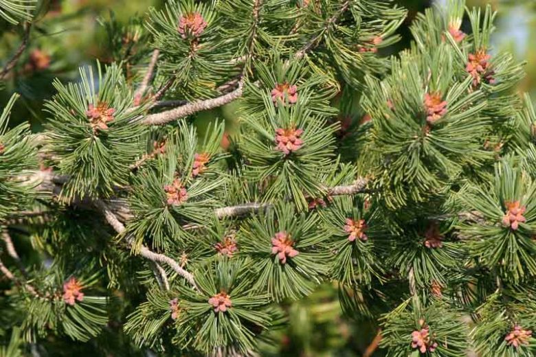Pinus albicaulis, Whitebark, Evergreen Conifer, Evergreen Shrub, Evergreen Tree,