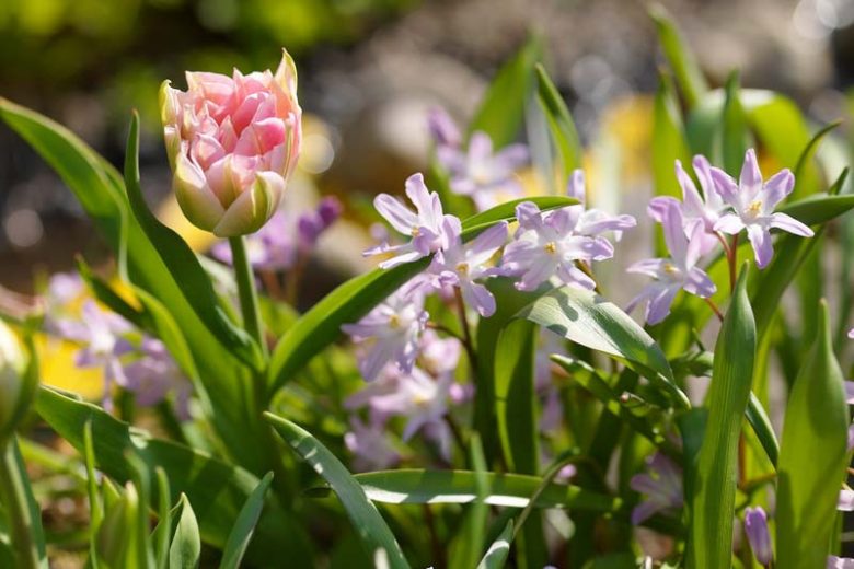 Chionodoxa Pink Giant, Glory of the Snow Pink Giant, Chionodoxa forbesii, Chionodoxa Luciliae, Chionodoxa Gigantea, Spring bulbs, Early Spring bloom, Late winter bloom