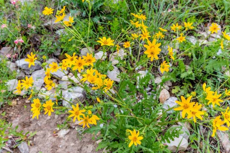 Engelmannia peristenia, Engelmann's Daisy, Engelmann Daisy, Cutleaf Daisy, Engelmannia pinnatifida Yellow Daisy, Drought Tolerant Flowers, Yellow Flowers