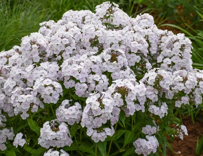 Phlox paniculata Fashionably Early Crystal, Border Phlox Fashionably Early Crystal, Fall Phlox Fashionably Early Crystal, Garden Phlox Fashionably Early Crystal, Perennial Phlox  Fashionably Early Crystal, Summer Phlox Fashionably Early Crystal, White Garden Phlox, White Phlox