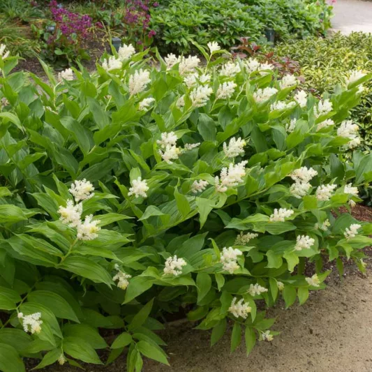 Maianthemum Racemosum, False Spikenard, American Spikenard, Smilacina Racemosa, Solomon's Zigzag, Treacleberry, Wild Spikenard, False Solomon's Seal, Fat Solomon, Western Solomon's Seal