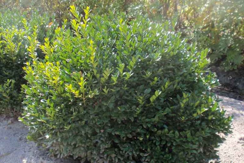 Buxus 'Green Velvet', Boxwood 'Green Velvet', Buxus sinica var. insularis 'Green Velvet', English Boxwood, American Boxwood, Evergreen Shrub, Small Shrub