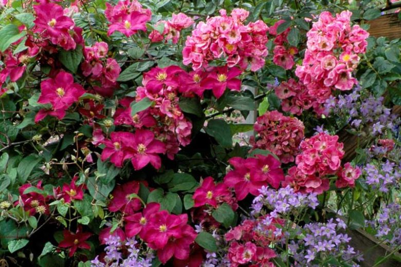 Rose 'American Pillar', Rosa 'American Pillar', Rambling Rose 'American Pillar', Rambler Roses, Climbing Roses, Shrub roses, pink roses, Rose bushes, Garden Roses