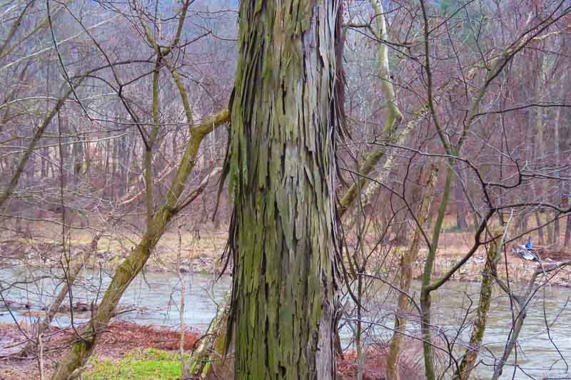 Carya, Hardy Pecan, hagbark Hickory, Shell-Bark Hickory, Little Shell-Bark Hickory, Shellbark Hickory, Carolina Hickory, Scalybark Hickory, Upland Hickory, Shellbark Hickory