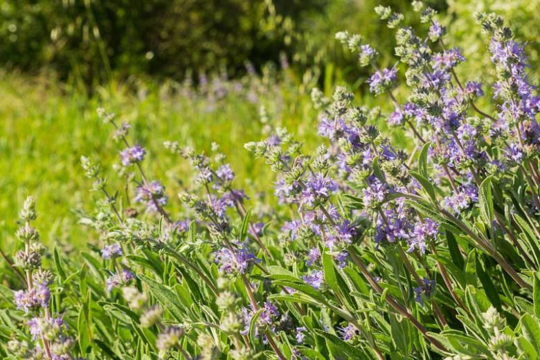 Salvia clevelandii, Fragrant Sage, Blue Sage, Cleveland Sage, Jim Sage, Purple Sage, Native Sage