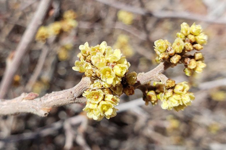 Rhus aromatica, Fragrant Sumac, Aromatic Sumac, Lemon Sumac, Polecat Bush