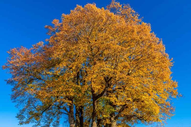 Tilia platyphyllos, Large-Leaved Linden, Large-Leaved Lime, Largeleaf Linden, Broad-Leaved Lime, Deciduous Tree, Fall Color