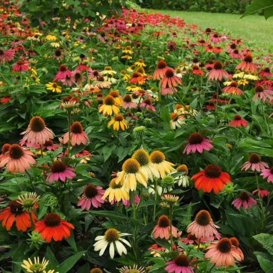 Echinacea 'Cheyenne Spirit', Coneflower 'Cheyenne Spirit', Red coneflowers, Orange coneflowers, Yellow Coneflowers, Coneflower mix, Echinacea mix, Coneflowers