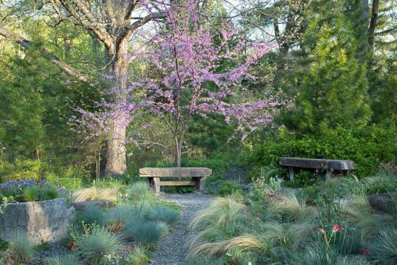 Cercis canadensis, Eastern Redbud, Shrub, Small Tree, Pink Flowers,