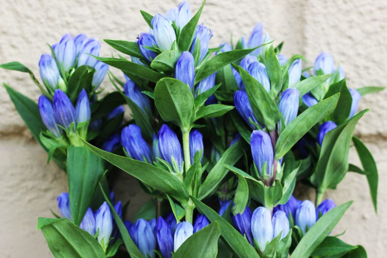 Gentiana andrewsii, Closed Bottle Gentian, Closed Gentian, Bottle Gentian, Blue flowers