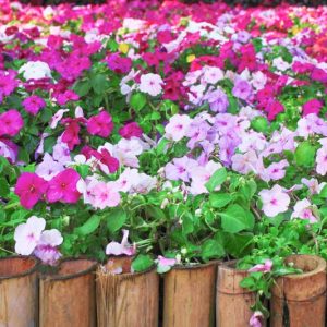 Impatiens, new guinea impatiens, impatiens flowers, impatiens walleriana, impatiens flower, impatiens balsamina, impatiens capensis, double impatiens
