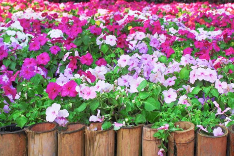 Impatiens, new guinea impatiens, impatiens flowers, impatiens walleriana, impatiens flower, impatiens balsamina, impatiens capensis, double impatiens