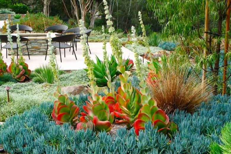 Carex buchananii, Leatherleaf Sedge, Carex 'Buchanni', Ornamental grasses, Ornamental grass, Decorative grasses, grasses, perennial grasses