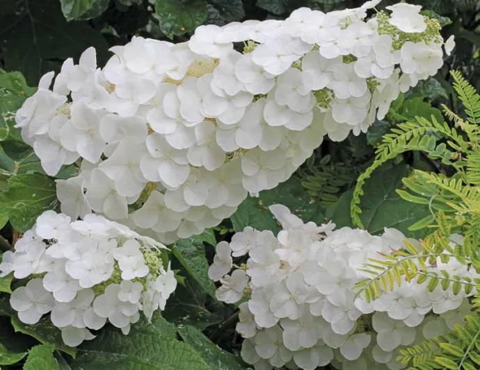 Hydrangea Quercifolia Gatsby Gatsby Pink Oak Leaf Hydrangea, Gatsby Pink Oakleaf Hydrangea, Oak Leaf Hydrangea Gatsby Pink®, Oakleaf Hydrangea Gatsby Pink®, Hydrangea quercifolia 'JoAnn', Pink Hydrangea, Pink Oak leaf Hydrangea, Hydrangea Bush