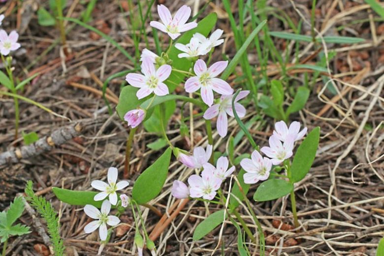 Claytonia lanceolata