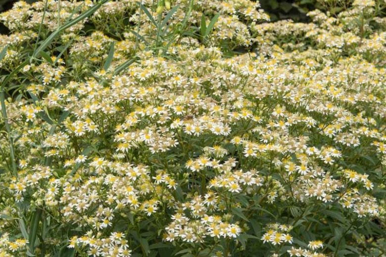 Doellingeria umbellata, Parasol Whitetop, Flat-Topped White Aster, Aster umbellatus, Fall perennials, Fall Flowers, White Asters