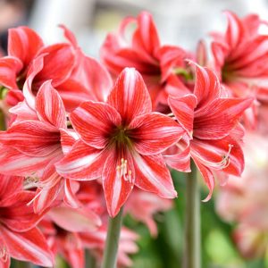 Amaryllis, Amarylis Bulbs, Hippeastrum, Hippeastrum Bulbs