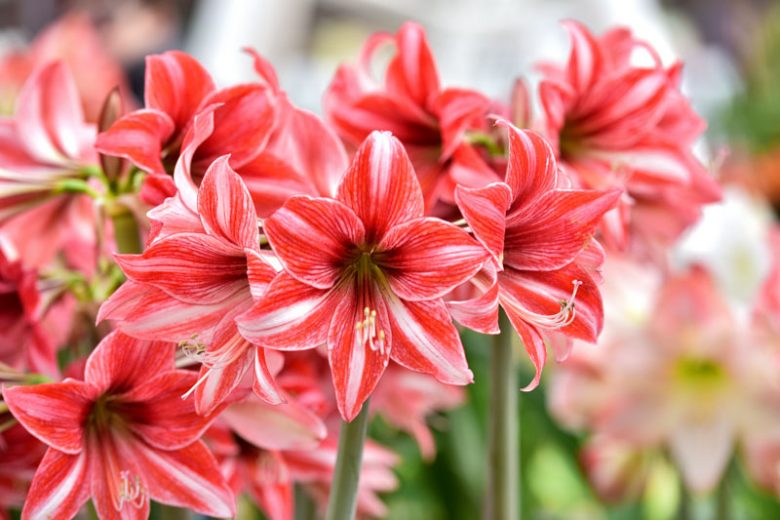 Amaryllis, Amarylis Bulbs, Hippeastrum, Hippeastrum Bulbs