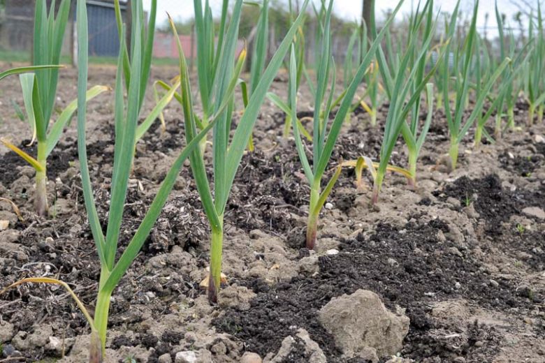 Allium sativum, Garlic, Churl's Treacle, Clown's Treacle, Common Garlic, Poor Man's Treacle