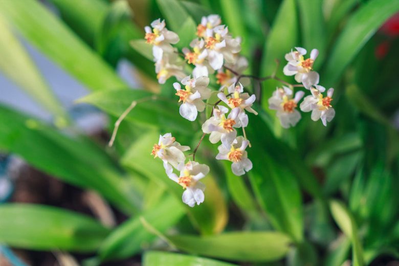 Oncidium Twinkle gx, Dancing Lady Orchid, Fragrant Orchids, White Orchids, Creamy Orchid,  Easy Orchids, Easy to Grow Orchids