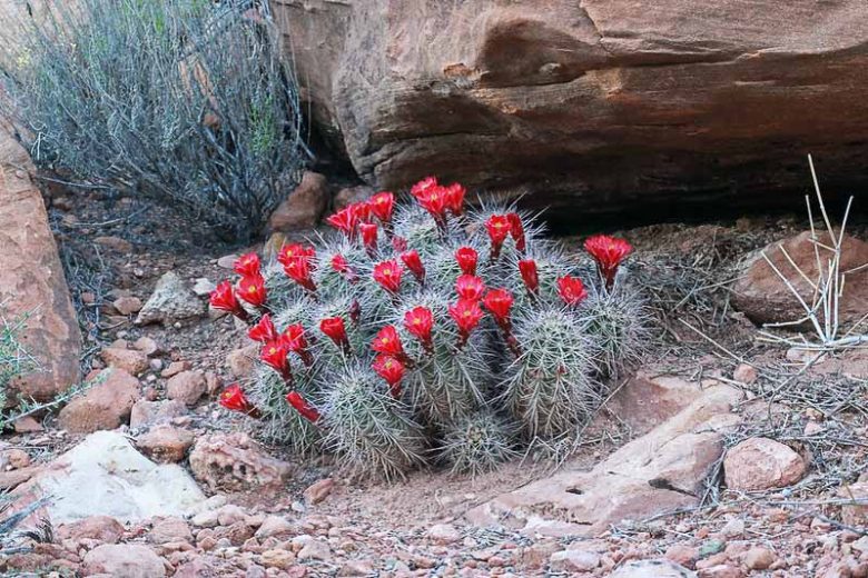 Echinocereus coccineus, Scarlet Hedgehog Cactus, Claret Cup, Red Flowers